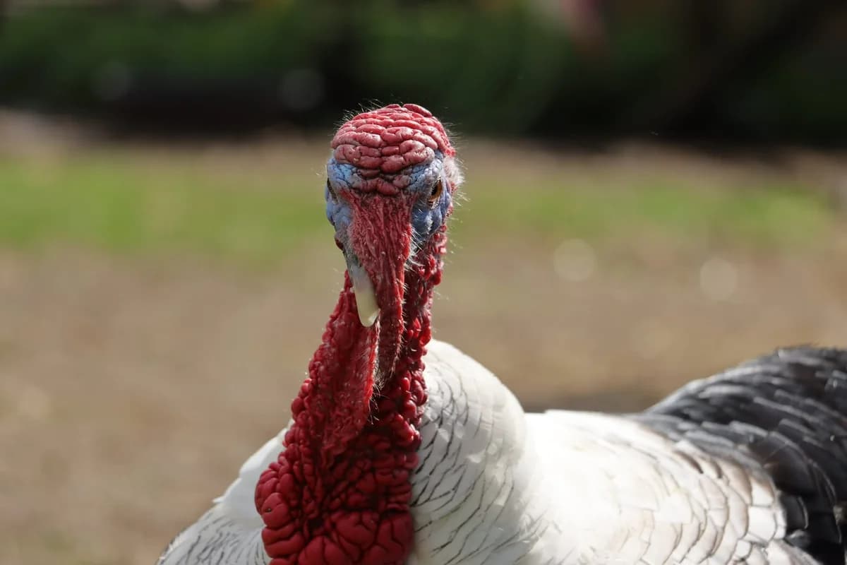Saphir, Mixed Breed for adoption at Sanctuaire des Poids Plumes