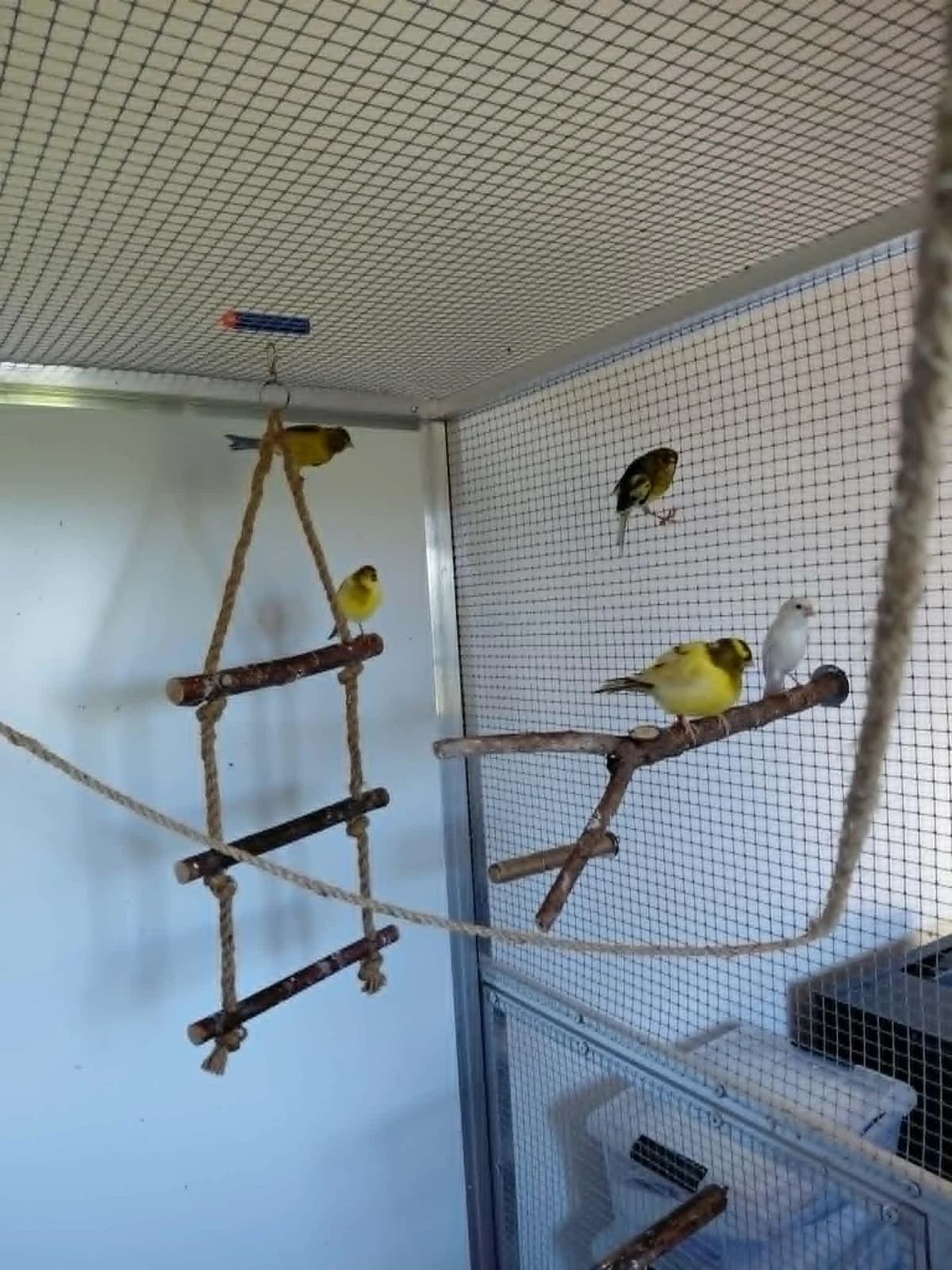 Marlow, Mixed Breed for adoption at Sanctuaire des Poids Plumes