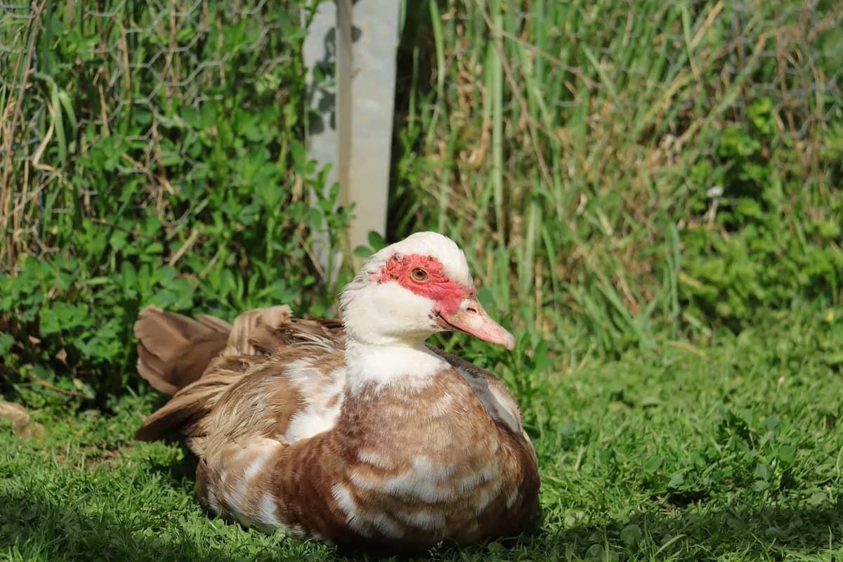 Zuly, Mixed Breed for adoption at Sanctuaire des Poids Plumes