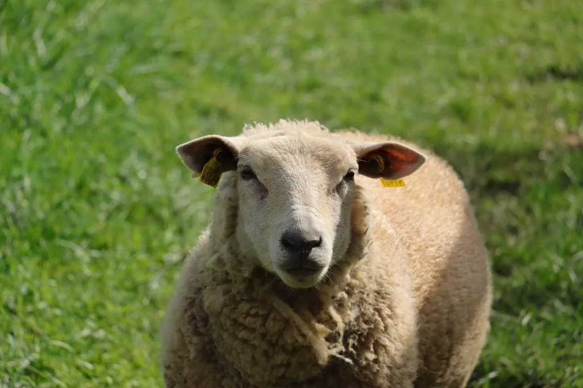 Lisa, Mixed Breed for adoption at Sanctuaire des Poids Plumes