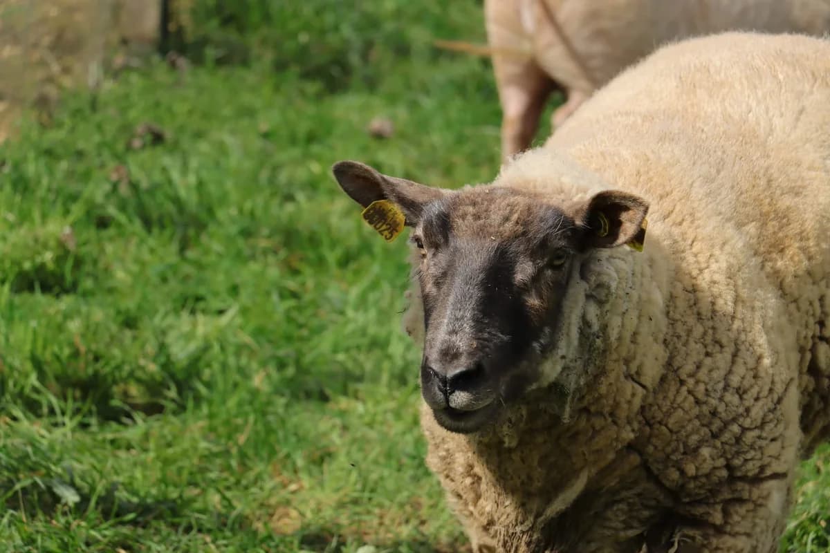Tony, Mixed Breed for adoption at Sanctuaire des Poids Plumes