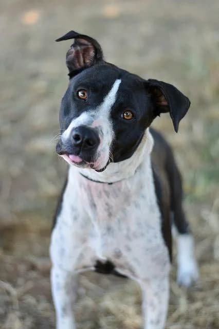 Agathe, female young Border Collie for adoption at Sans Collier Provence