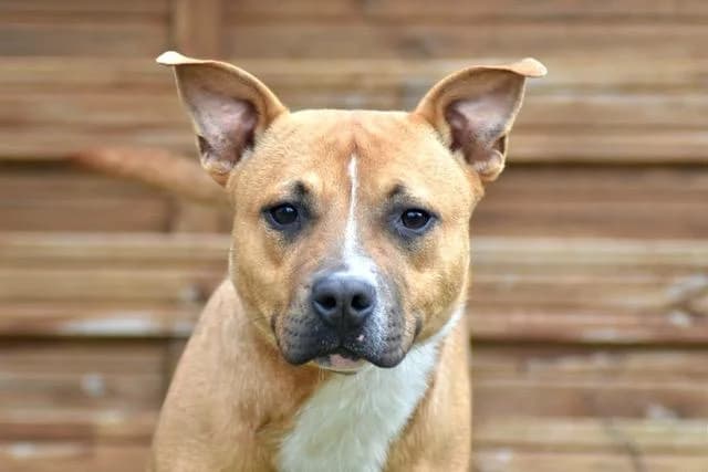 Arlo, male young Staffordshire Bull Terrier for adoption at Sans Collier Provence