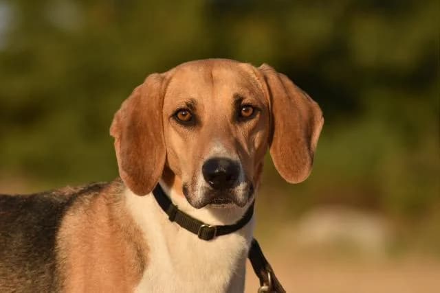 Athos, male 6yo mixed breed for adoption at Sans Collier Provence
