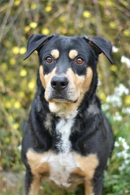 Babylo, male senior mixed breed for adoption at Sans Collier Provence