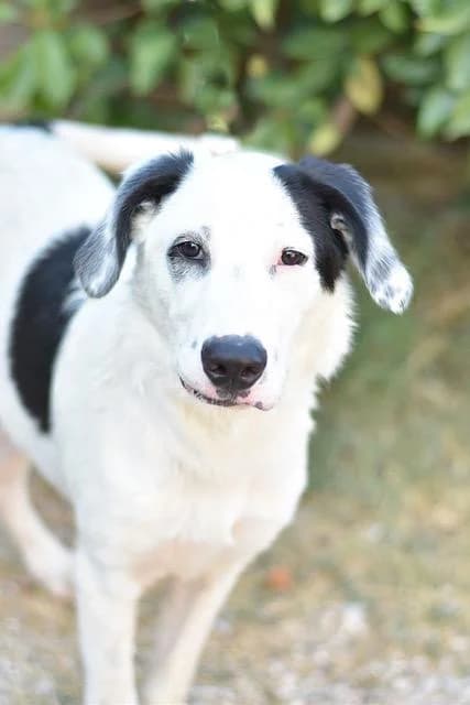 Bacchus, male puppy Mixed Breed for adoption at Sans Collier Provence