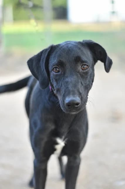 Bagheera, female puppy Labrador Retriever for adoption at Sans Collier Provence