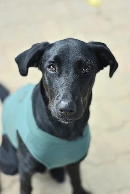 Bagheera, female puppy Labrador Retriever for adoption at Sans Collier Provence