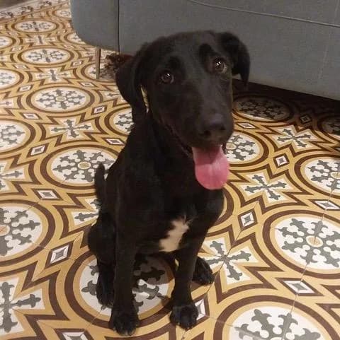 Bagheera E1, female puppy Labrador Retriever for adoption at Sans Collier Provence