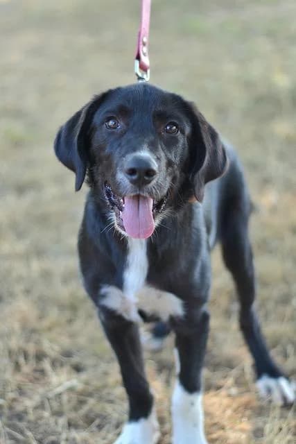 Benji, male Labrador Retriever for adoption at Sans Collier Provence