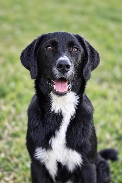 Benji, male puppy Labrador Retriever for adoption at Sans Collier Provence
