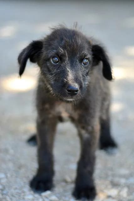 Bruno E1, male puppy mixed breed for adoption at Sans Collier Provence