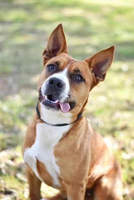 Darko, male puppy Mixed Breed for adoption at Sans Collier Provence