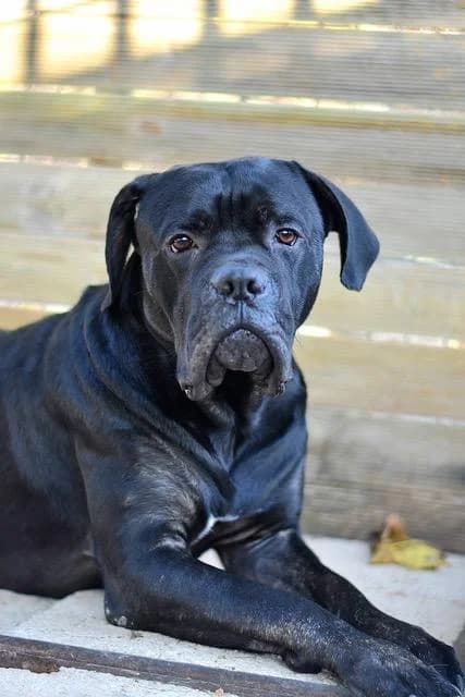 Eros, male 4yo Cane Corso for adoption at Sans Collier Provence