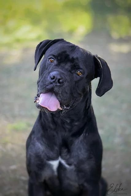 Eros, male 4yo Cane Corso for adoption at Sans Collier Provence