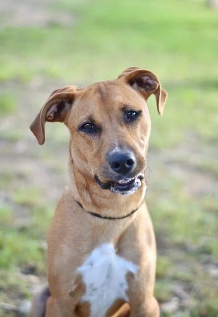 Flocky, male young Labrador Retriever for adoption at Sans Collier Provence