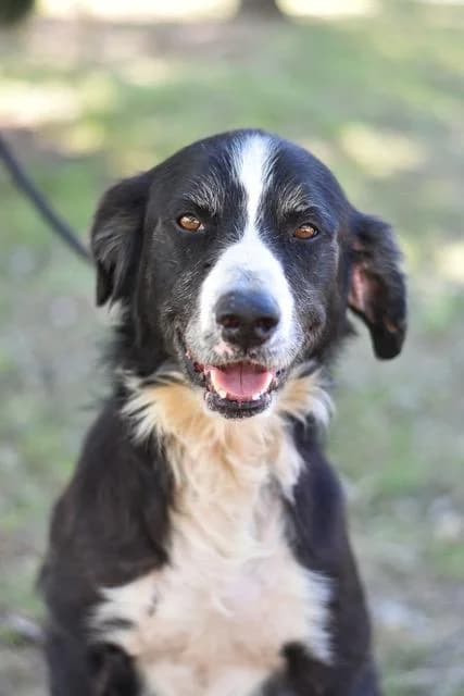 Goliath, female young Border Collie for adoption at Sans Collier Provence