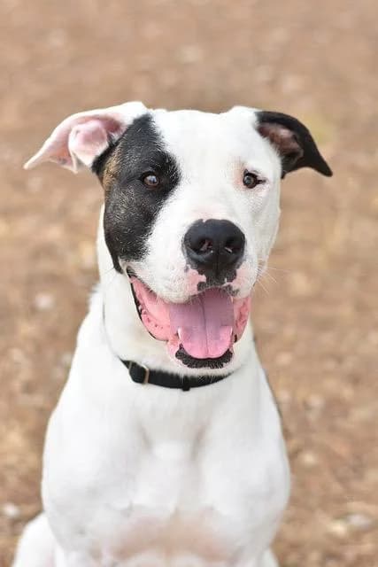 Leon, male young mixed breed for adoption at Sans Collier Provence