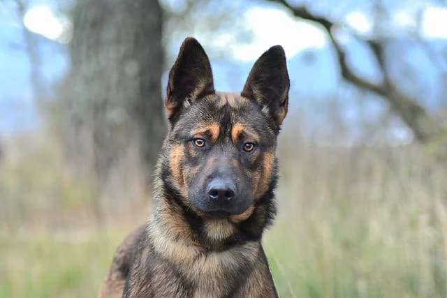 Lucky, male young Belgian Malinois for adoption at Sans Collier Provence