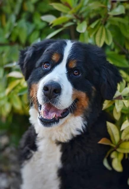 Omer, male 7yo Bernese Mountain Dog for adoption at Sans Collier Provence