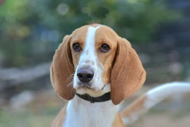 Penny, female 4yo mixed breed for adoption at Sans Collier Provence