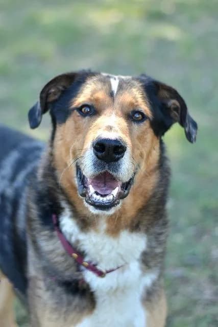 Radjah, male young mixed breed for adoption at Sans Collier Provence