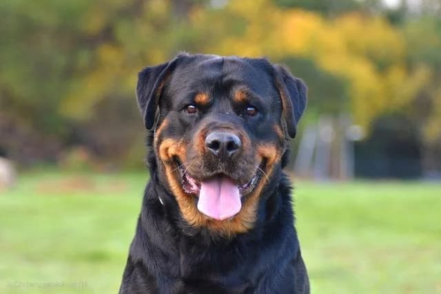 Rox, male 5yo Rottweiler for adoption at Sans Collier Provence