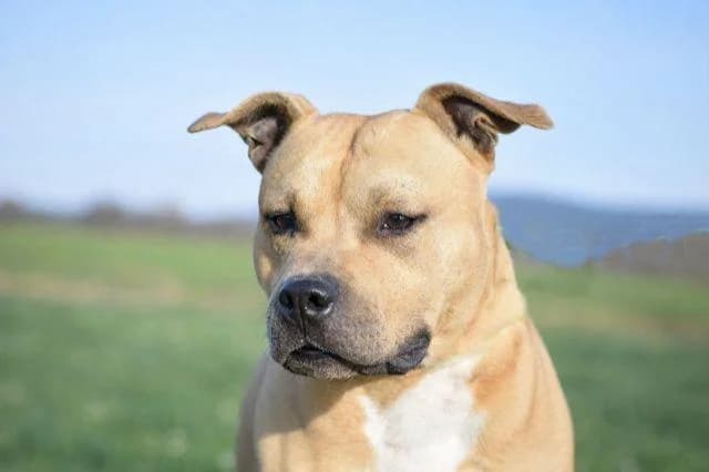 Sky, male 5yo American Staffordshire Terrier for adoption at Sans Collier Provence