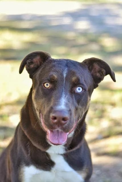 Sonic, male young Labrador Retriever for adoption at Sans Collier Provence