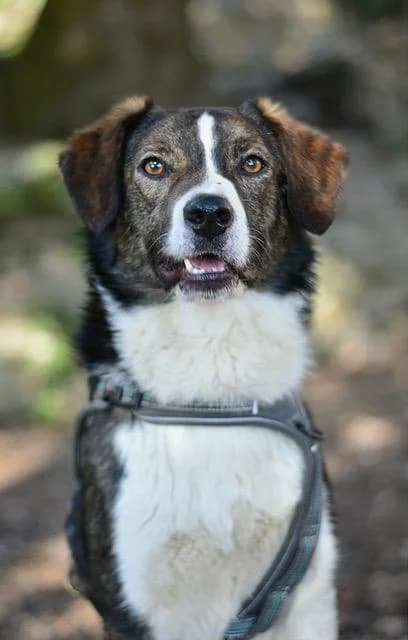 Tarzan, male young mixed breed for adoption at Sans Collier Provence