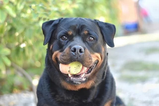 Tia, female 5yo Rottweiler for adoption at Sans Collier Provence