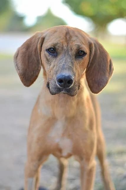 Tino, male puppy mixed breed for adoption at Sans Collier Provence