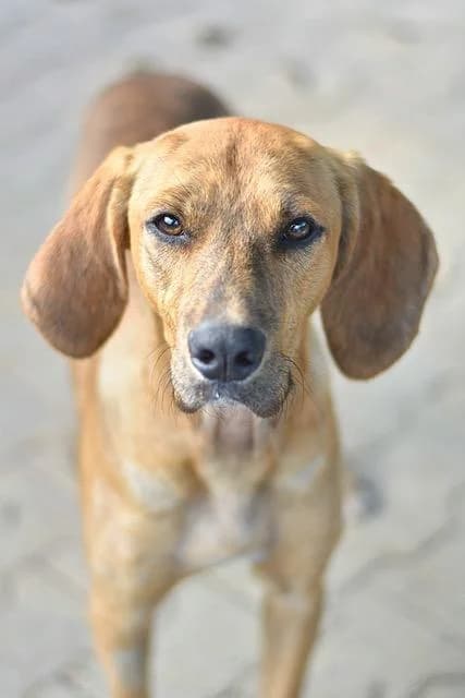 Tino, male puppy mixed breed for adoption at Sans Collier Provence