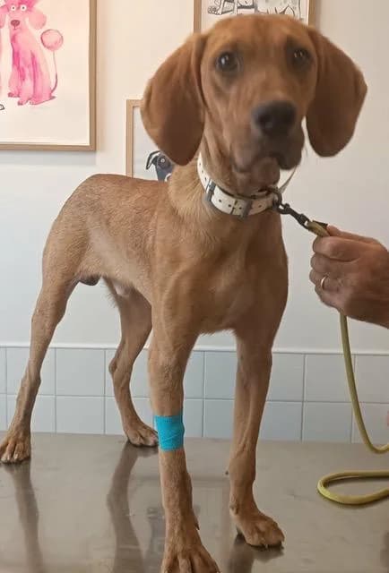 Tino E1, male puppy mixed breed for adoption at Sans Collier Provence