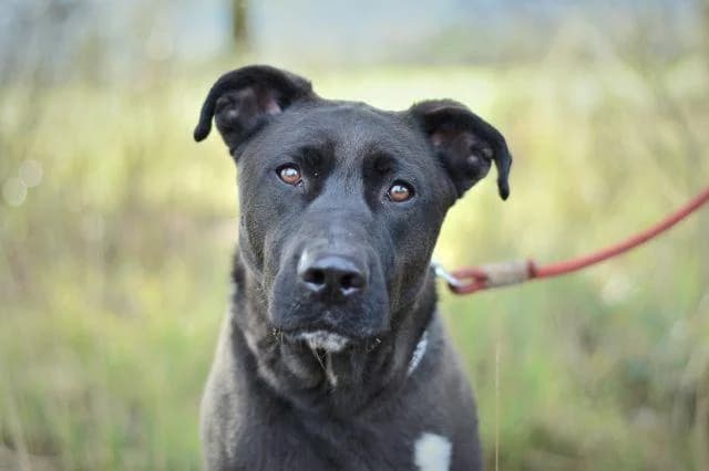 Titan, male 3yo Labrador Retriever for adoption at Sans Collier Provence
