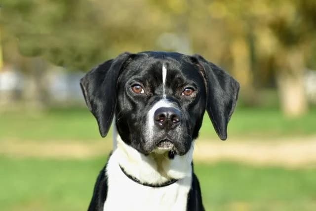Ulysse, male young Pointer for adoption at Sans Collier Provence