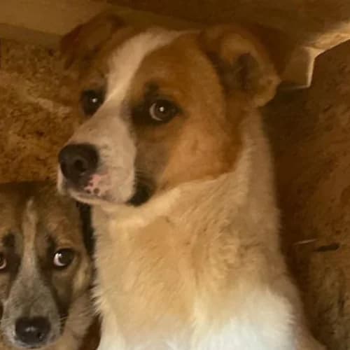ANNEL, male 7yo Mixed Breed for adoption at Sans Colliers
