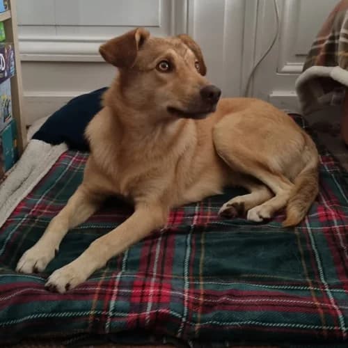 BLONDA, female young Mixed Breed for adoption at Sans Colliers