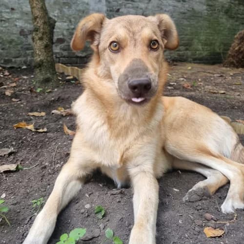 BLONDA, female young Mixed Breed for adoption at Sans Colliers