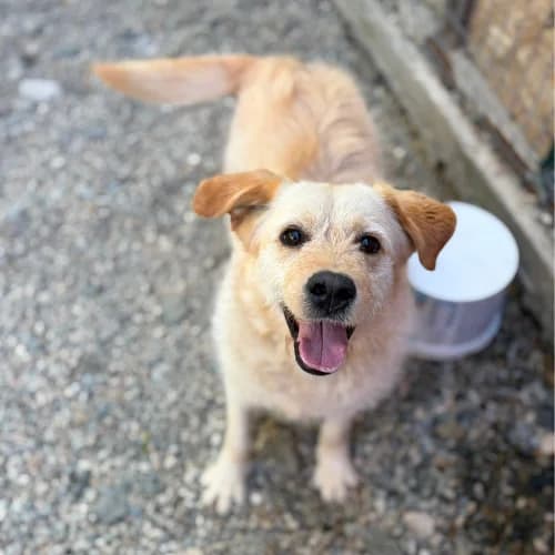 BLONDI, female 4yo Mixed Breed for adoption at Sans Colliers