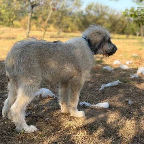 BOUNTY, male puppy Mixed Breed for adoption at Sans Colliers