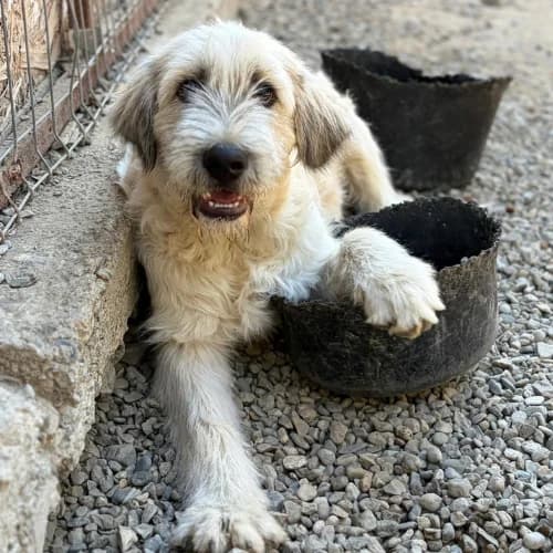 BOUNTY, male puppy Mixed Breed for adoption at Sans Colliers