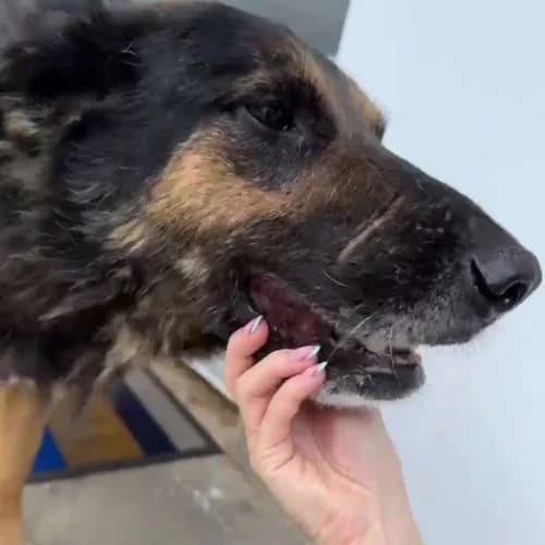 COOPER, male senior Mixed Breed for adoption at Sans Colliers