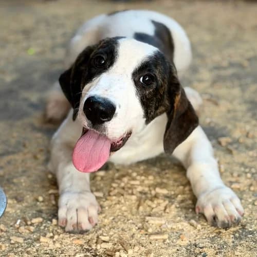 ELIOS, male Mixed Breed for adoption at Sans Colliers