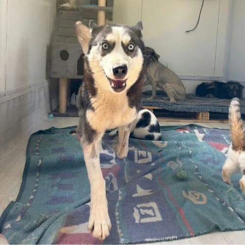 EMMA, female young Mixed Breed for adoption at Sans Colliers