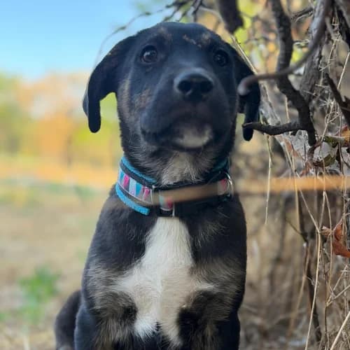EOLE, male puppy Mixed Breed for adoption at Sans Colliers