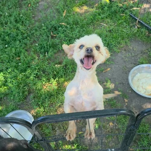 FIGO, male senior Mixed Breed for adoption at Sans Colliers