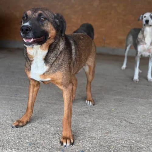 GEORGI, male young Mixed Breed for adoption at Sans Colliers