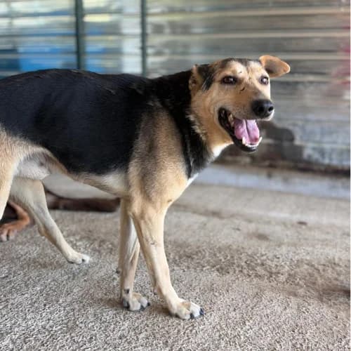 JIMBO, male 4yo Mixed Breed for adoption at Sans Colliers