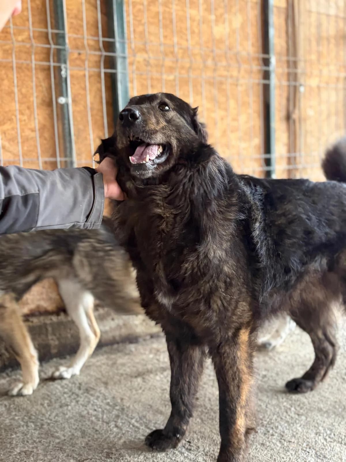 JUMBILO, male 4yo Mixed Breed for adoption at Sans Colliers